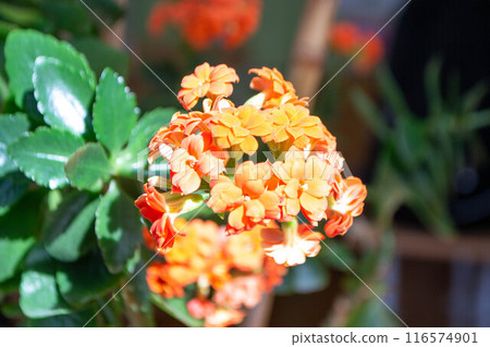 Flowers close-up on the street Flowers close-up on the street 116574901