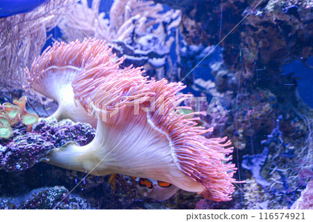 Underwater reef ocean marine life anemone Underwater reef ocean marine life anemone 116574921