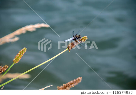 Libellula depressa. Blue flat bellied dragonfly waiting on a stick Libellula depressa. Blue flat bellied dragonfly waiting on a stick 116574983
