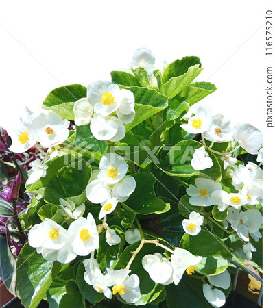 bouquet of white and yellow flowers in pot with green leaves 116575210