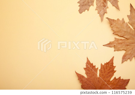Colorful autumn maple leaves on beige background with copy space 116575239