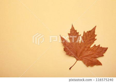 Colorful autumn maple leaf on beige background with copy space 116575240