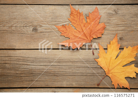 Colorful autumn maple leaves on grey wooden background with copy space Colorful autumn maple leaves on grey wooden background with copy space 116575271