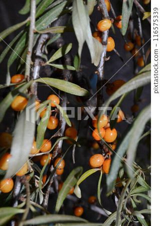 Sea Buckthorn berries on a branch 116575339