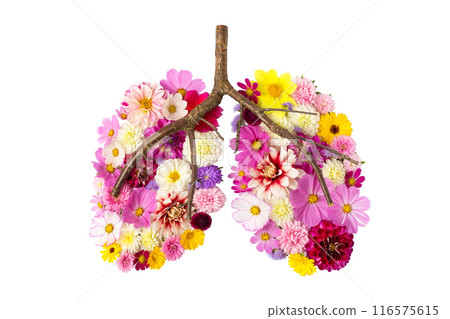 Multicolored floral arrangement laid out in shape of human lungs, isolated on white background. Concept of fresh air, clean environment, human health Multicolored floral arrangement laid out in shape of human lungs, isolated on white background. Concept of fresh air, clean environment, human health 116575615