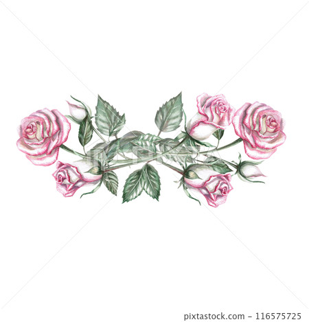 Bouquet of pink roses in watercolor illustration. Hand drawn watercolor for cards, posters, cosmetics, celebration decorations. Composition isolated from background. 116575725