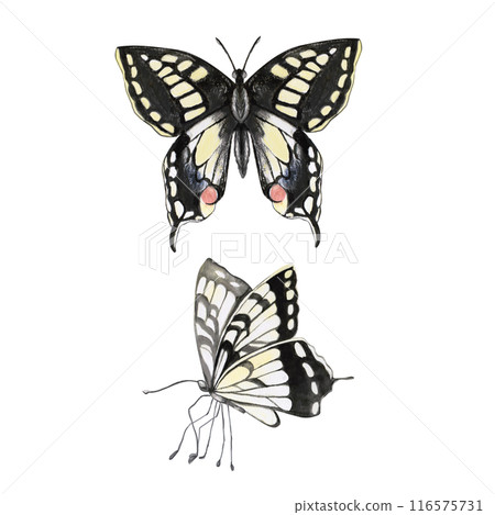 Butterflies in black and yellow tones in a set in watercolor illustration.Hand drawn watercolor for wallpapers, posters, cosmetics, printing on fabric. The composition is isolated from the background. 116575731