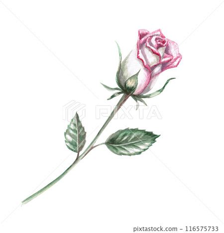 Half-closed rose bud with green leaves in watercolor illustration. Hand drawn watercolor flower for cards, posters, cosmetics, fabric printing. The composition is isolated from the background. 116575733
