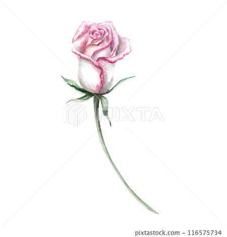 Half-closed rose bud in watercolor illustration. Hand drawn watercolor flower for cards, posters, cosmetics, fabric printing. The composition is isolated from the background. 116575734