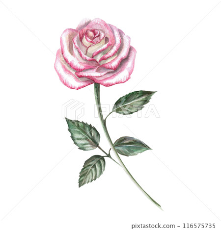 Blooming pink rose in watercolor illustration. Hand drawn watercolor flower for cards, posters, cosmetics, fabric printing. The composition is isolated from the background. 116575735