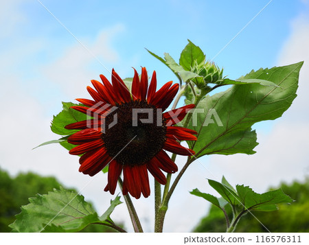 Red sunflower Red sunflower 116576311