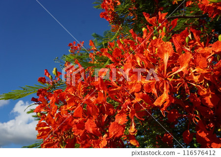 Okinawa's roadside tree: Royal Poinciana Okinawa's roadside tree: Royal Poinciana 116576412