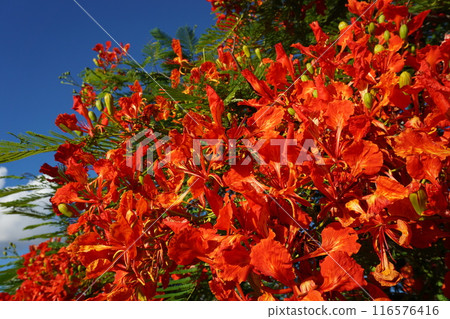 Royal Poinciana for Gardening Royal Poinciana for Gardening 116576416