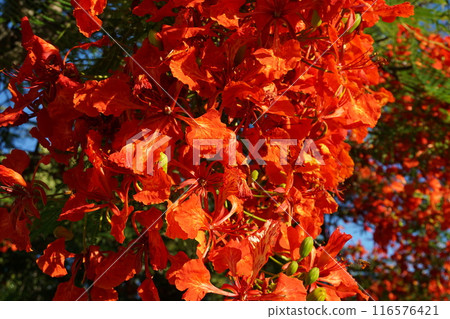 Royal Poinciana for gardening and roadside trees Royal Poinciana for gardening and roadside trees 116576421