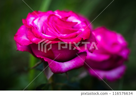 Purple roses close-up photo with soft focus Purple roses close-up photo with soft focus 116576634