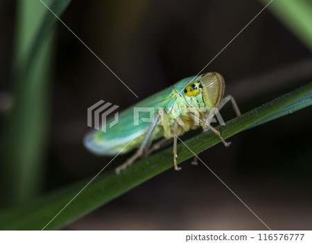 little cicada on a leaf of a grass in natural habitat little cicada on a leaf of a grass in natural habitat 116576777