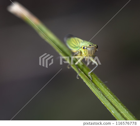 little cicada on a leaf of a grass in natural habitat 116576778