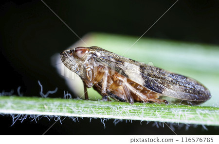little cicada on a leaf of a grass in natural habitat little cicada on a leaf of a grass in natural habitat 116576785