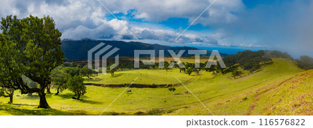 Fanal forest old mystical tree in Madeira island. Twisted trees in fog in Fanal Forest. Huge, moss-covered trees create a dramatic, scared landscape Fanal forest old mystical tree in Madeira island. Twisted trees in fog in Fanal Forest. Huge, moss-covered trees create a dramatic, scared landscape 116576822