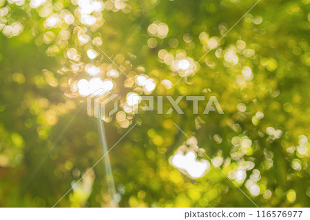 Horizontal shot of blurred green background vegetation of tree leaves on summer sunny day. Green natural environment and ecology safety. Horizontal shot of blurred green background vegetation of tree leaves on summer sunny day. Green natural environment and ecology safety. 116576977