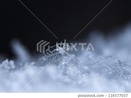 snowflake, little snowflake on the snow 116577037