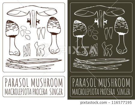 Vector drawing PARASOL MUSHROOM. Hand drawn illustration. The Latin name is MACROLEPIOTA PROCERA SINGER Vector drawing PARASOL MUSHROOM. Hand drawn illustration. The Latin name is MACROLEPIOTA PROCERA SINGER 116577195