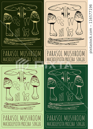 Set of vector drawing PARASOL MUSHROOM in various colors. Hand drawn illustration. The Latin name is MACROLEPIOTA PROCERA SINGER. 116577196