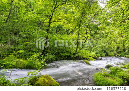 Summer Oirase Gorge, Ishigedo Rapids, Towada City, Aomori Prefecture 116577228