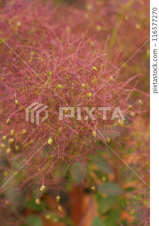 Smoke tree, cotinus coggygria closeup. High quality photo Smoke tree, cotinus coggygria closeup. High quality photo 116577270
