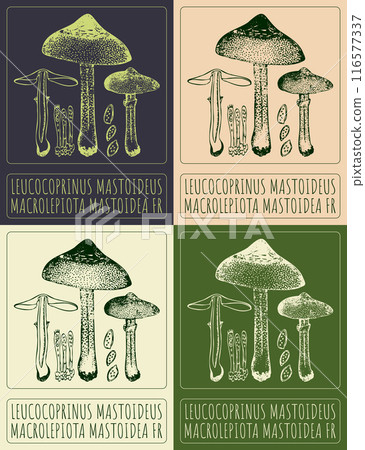 Set of vector drawing LEUCOCOPRINUS MASTOIDEUS in various colors. Hand drawn illustration. The Latin name is MACROLEPIOTA MASTOIDEA FR. 116577337