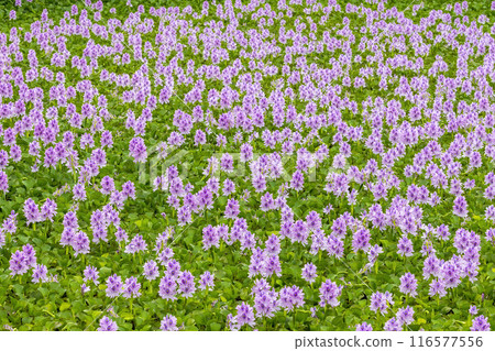 Water hyacinth flowers in full bloom 116577556