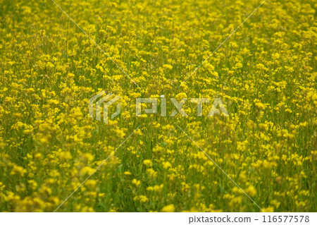 Rapeseed field full of yellow flowers 116577578