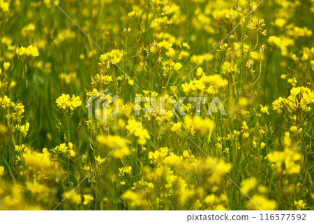 Rapeseed field full of yellow flowers 116577592