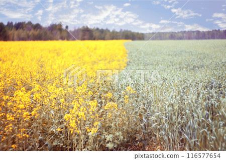 Blossoming rapeseed field with beautiful sky in spring Blossoming rapeseed field with beautiful sky in spring 116577654