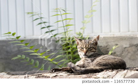 wild street cat, homeless pets 116577730