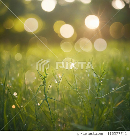 Summer bokeh texture 116577741