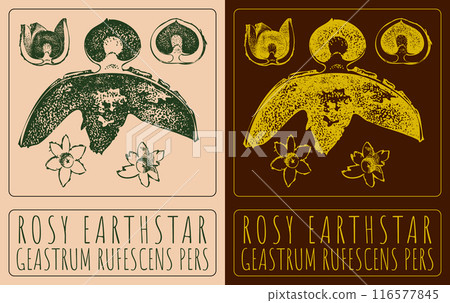 Vector drawing ROSY EARTHSTAR. Hand drawn illustration. The Latin name is GEASTRUM RUFESCENS PERS 116577845