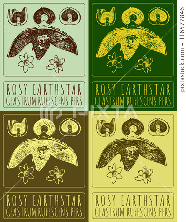 Set of vector drawing ROSY EARTHSTAR in various colors. Hand drawn illustration. The Latin name is GEASTRUM RUFESCENS PERS. 116577846