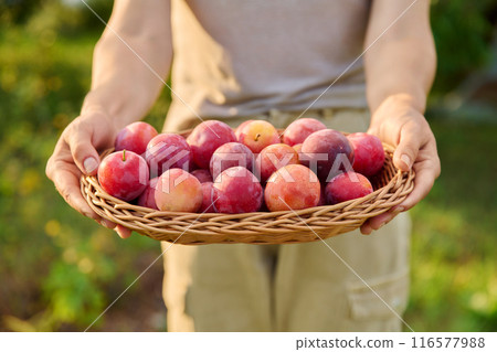 Close up harvest plums in basket in hands, farmers market Close up harvest plums in basket in hands, farmers market 116577988