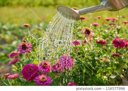Close-up of watering can in hands watering zinnia flowers in summer garden 116577996