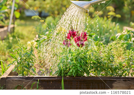 Close-up of watering can in hands watering Antirrhinum flowers in summer garden 116578021
