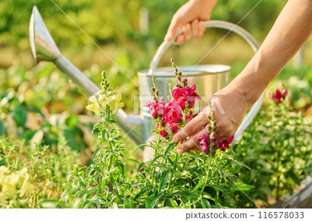 Close up of woman holding flowering Antirrhinum plant 116578033