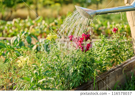 Close-up of watering can in hands watering Antirrhinum flowers in summer garden Close-up of watering can in hands watering Antirrhinum flowers in summer garden 116578037