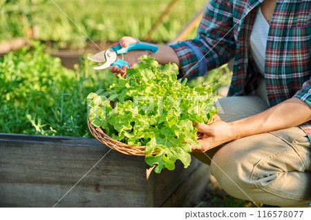 Close up of hands with garden shears cutting lettuce leaves crop 116578077