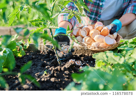 Fertilizing tomato plants with eggshells in raised garden box bed. 116578078