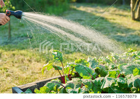 Close up of hand with hose watering beet plants on raised garden bed Close up of hand with hose watering beet plants on raised garden bed 116578079
