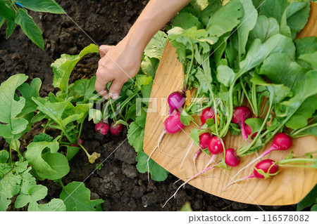 Harvesting radishes on raised wooden box bed 116578082