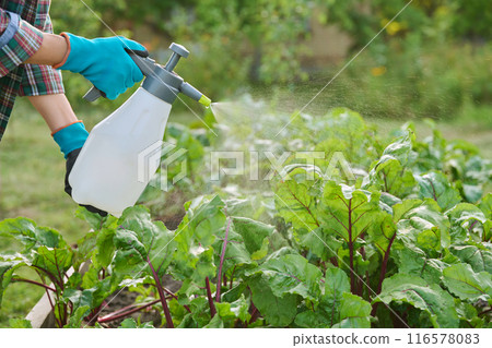 Hands with sprayer, spraying beet plants on wooden raised bed box Hands with sprayer, spraying beet plants on wooden raised bed box 116578083