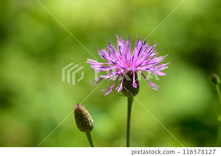 薊花 116578127