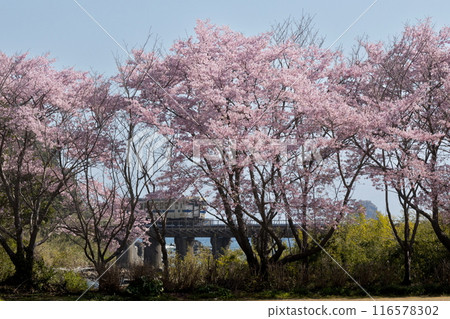 JR Kyushu Nichinan Line DL Kiha 40 running among cherry blossoms 116578302